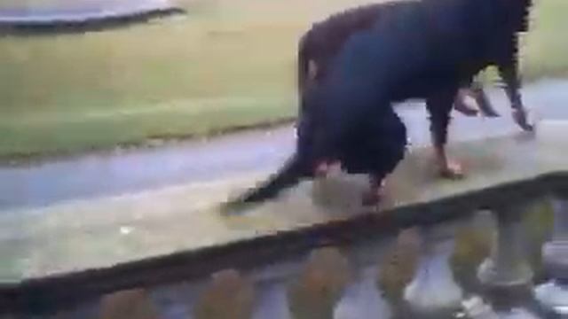 KING OF THE CASTLE GAME. смотреть онлайн