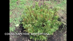 Хвойные растения на моей даче с названиями.❤️Любимый хвойный уголок.