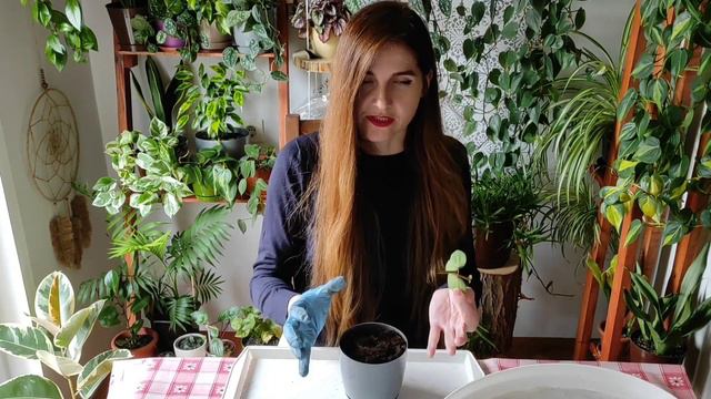 Peperomia Hope смотреть онлайн