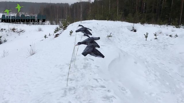 Флюгер летающий белолобый гусь. Чучела гусей с крыльями машущими. Чучела гусей Аквазон.ру