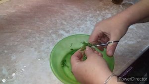 Цыплятам 10 Дней/Как давать Цыплятам Зелёный Лук/Переводим на Опилки/Брудер для Цыплят