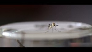 Почему кусаются только самки комаров?