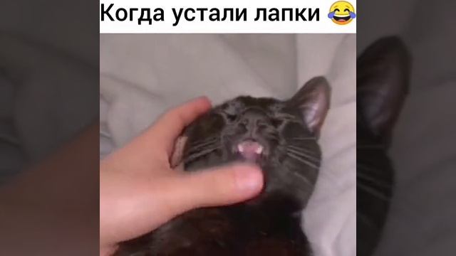 1000002068.mp4 смотреть онлайн