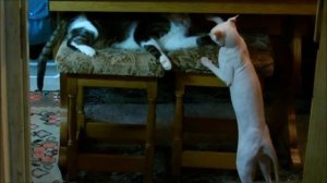 Котячий бокс  ( Бучик & Марсик )   Kitten boxing.mp4