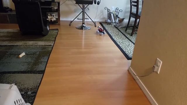 ЩЕНОК и МАШИНКА с ПУЛЬТОМ УПРАВЛЕНИЯ/ ДЖЕК РАССЕЛ ТЕРЬЕР смотреть онлайн