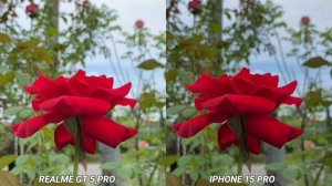 Realme GT 5 pro vs iphone 15 pro Camera test Comparison