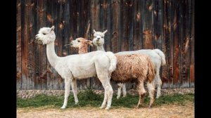 Альпака издает такой звук