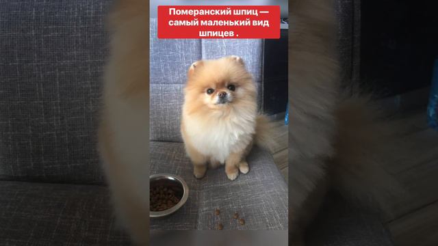 🐶САМЫЕ ИНТЕРЕСНЫЕ ФАКТЫ О ПОМЕРАНСКИХ  ШПИЦАХ 🐶‼️🔺 ЭТО НАДО ЗНАТЬ 🔺‼️