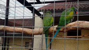 Китайский кольчатый попугай Lord Derby's parakeet