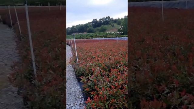 Aralya Fidancılık Photinia x fraseri 'Red Robin'