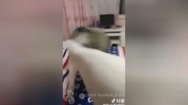 Смешные Животные 2020 / Приколы 2020 / Лучшие Приколы / Котики (27) смотреть онлайн