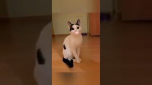 Часть 3. Коты со ртом человека!!! Говорящий рот!!! tiktok кот!!! Говорящие коты!