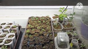 Сибирь. Биденс из самосборных семян и Биденс вегетативный, в сравнении.