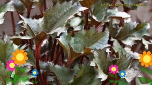 Бузульник гибридный Осирис Кафэ Нуар. Краткий обзор, описание ligularia hybrid Osiris Cafe Noir