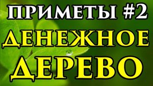 Можно ли выбрасывать Денежное дерево - приметы ? - Маг Fose