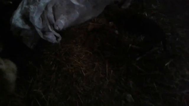 Моника, Чапа и другие ждут хозяев /Приют для собак г. Ефремов смотреть онлайн