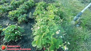 Обработка листьев клубники от бурой пятнистости народными средствами