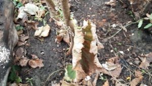 Фундук . Саженцы великаны