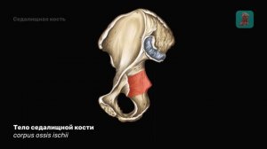 Тазовая кость | Седалищная кость