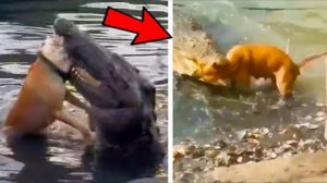 Крокодил напал на Собаку! Битвы Животных, которые Удалось Снять на Камеру