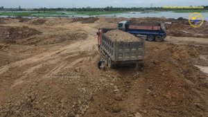 Hyundai Scania Daewoo dump truck transport soil to pour fill & Shantui dozer pushing hard the soil