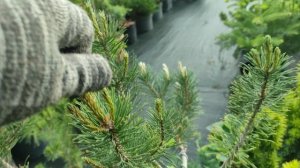 формирование горной сосны в ниваки . прищипывание свечей у сосны .