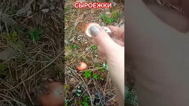 Сыроежки. #лес #грибы #дарыприроды #луга #сыроежки #рек #ленинградскаяобласть #рекомендации #шортс