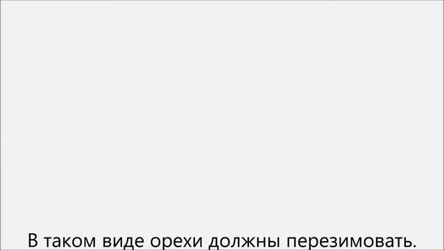 Как вырастить грецкий орех из ореха