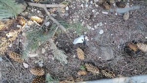 ремонт дорог и тротуаров ул. Садовая