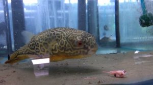 Как ест Тетраодон Мбу | How Tetraodon Mbu eats