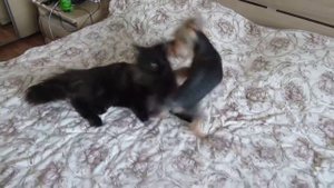 Котенок Мейн кун 6 мес. и йоркширский терьер.