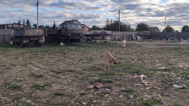 Гампр Это Рабочая собака.