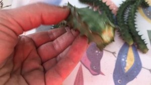 ГУЭРНИЯ . Размножение! #Huernia