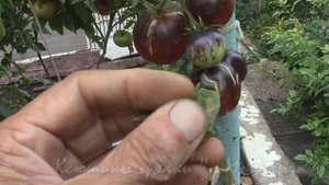 О сортах томатов ТЁМНЫЙ ТИГР