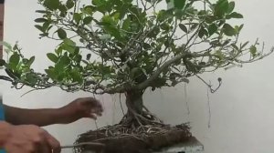 Root trimming a 12 year old FICUS MICROCARPA