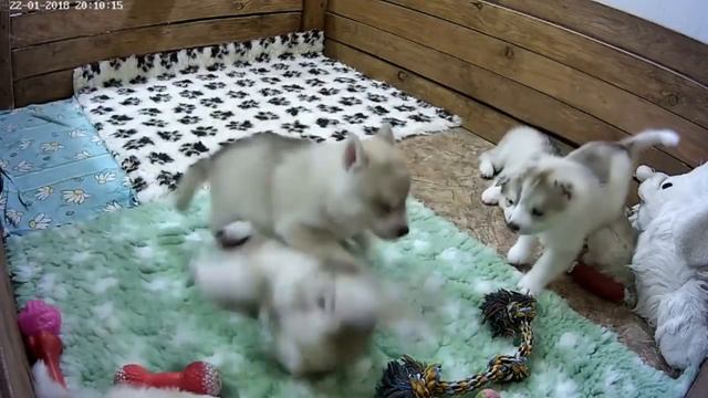Хасята онлайн. Ижевск. Сезон 3 - Ужин за столом. (Звук)