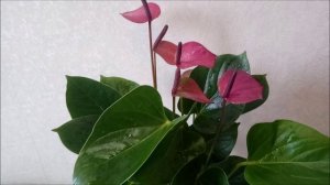 Антуриум Бэби Пурпур (Baby Purple), видео обзор сорта