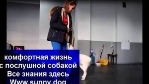 дрессировка щенка лабрадора