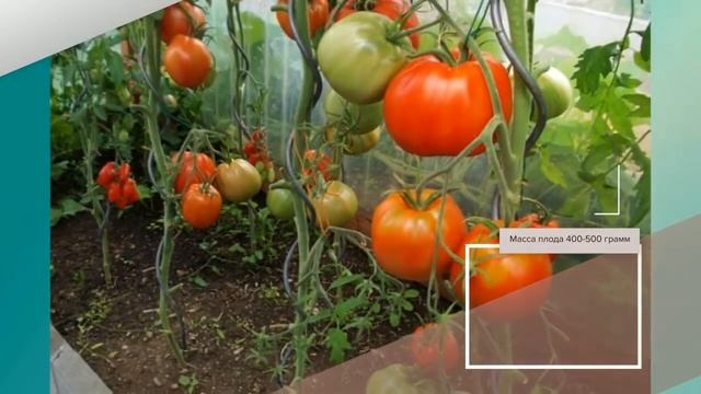 Томат Краснобай - описание сорта смотреть онлайн