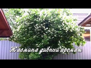 Жасмина дивный аромат. Дачные картинки.