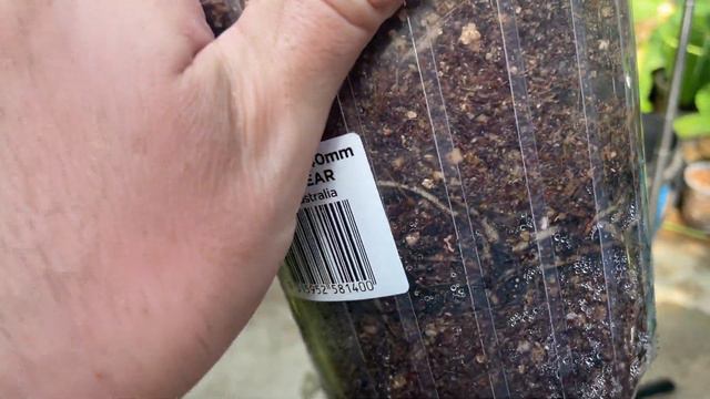 Alocasia update - Plus how it all started смотреть онлайн