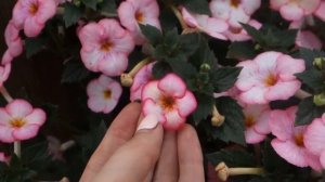 Ахименес Dame de Paris