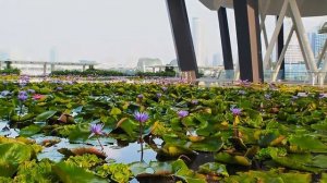 Olympus OM-D E-M10 Mark II testing out shoot at MBS Sunday morning run