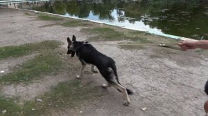 ВЕО Дрэйк. Поздняя социализация. Восточно-европейская овчарка 8 месяцев.