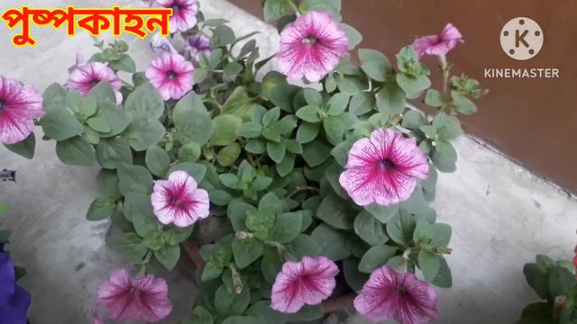 শখ জমলউদদন দর রসপ ও নজর আঙন বগনর কছ জবPETUNIA ও বগনভলয় R SECRET SHARE করল