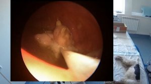 Гастроскопия. Удаление инородного тела из желудка собаки