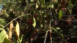 Ядовитые растения. Бересклет европейский / Euonymus europaeus.