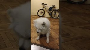 Говорящая самоедская собака