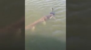 Огромный Сом утащил утку 🐟