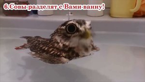 10 причин завести сову! Смешные совы! MARY's NEWs